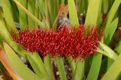Image: P.B. Heenan © Landcare Research 2014 